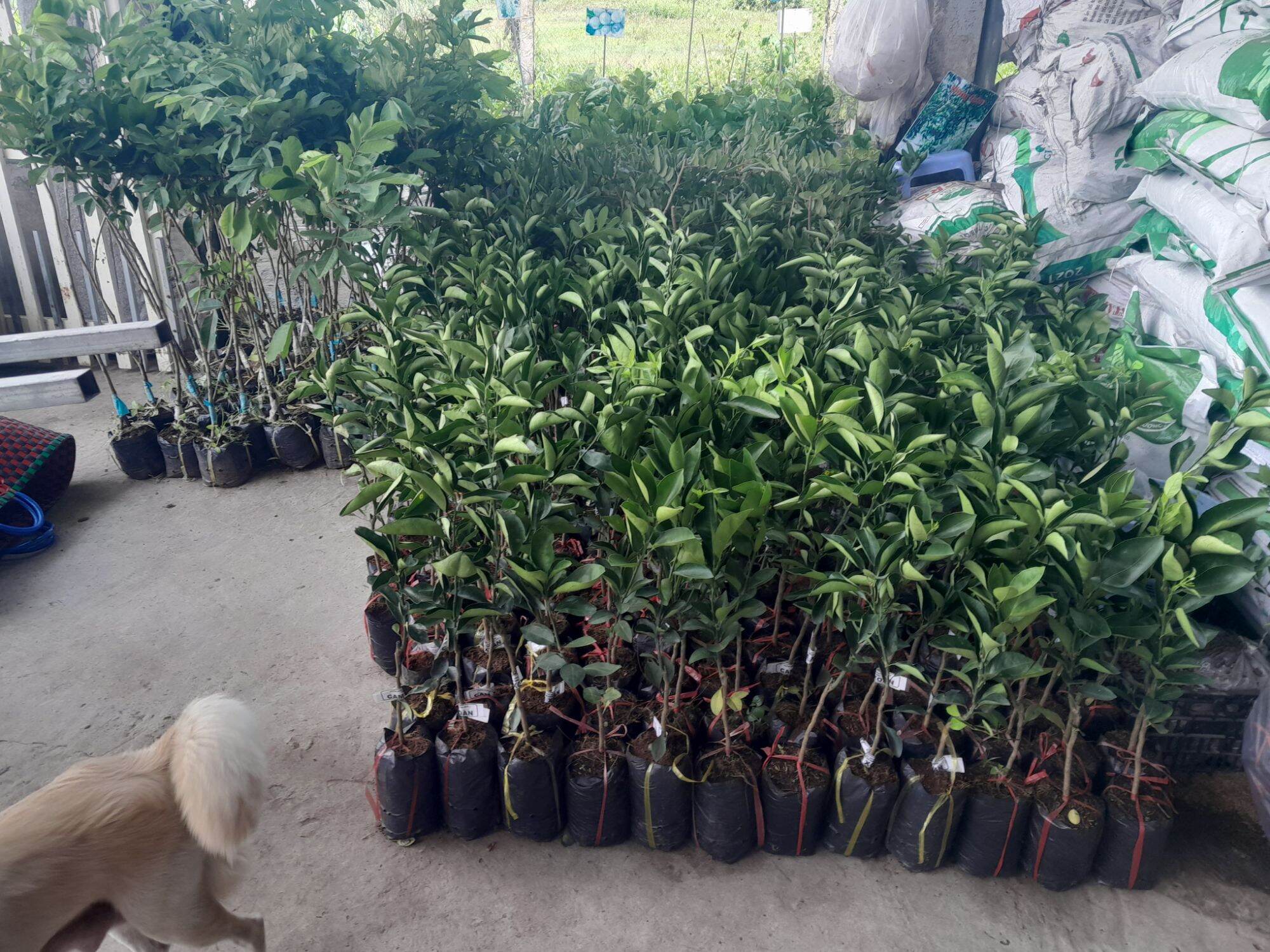 Cây giống cam xoàn