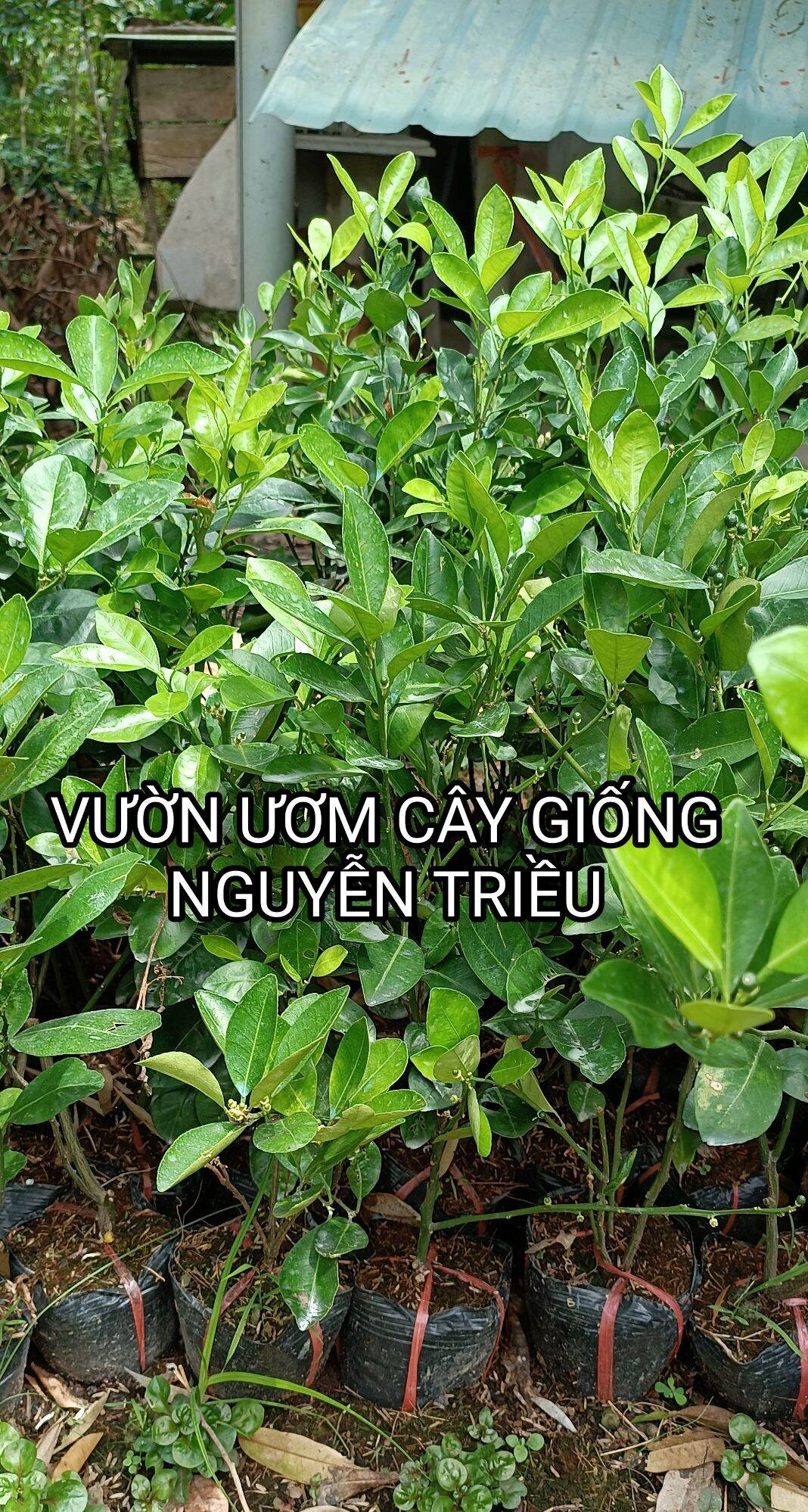 Cây tắc giống ( tắc bánh xe , cây chiết cành , chuẩn f1)