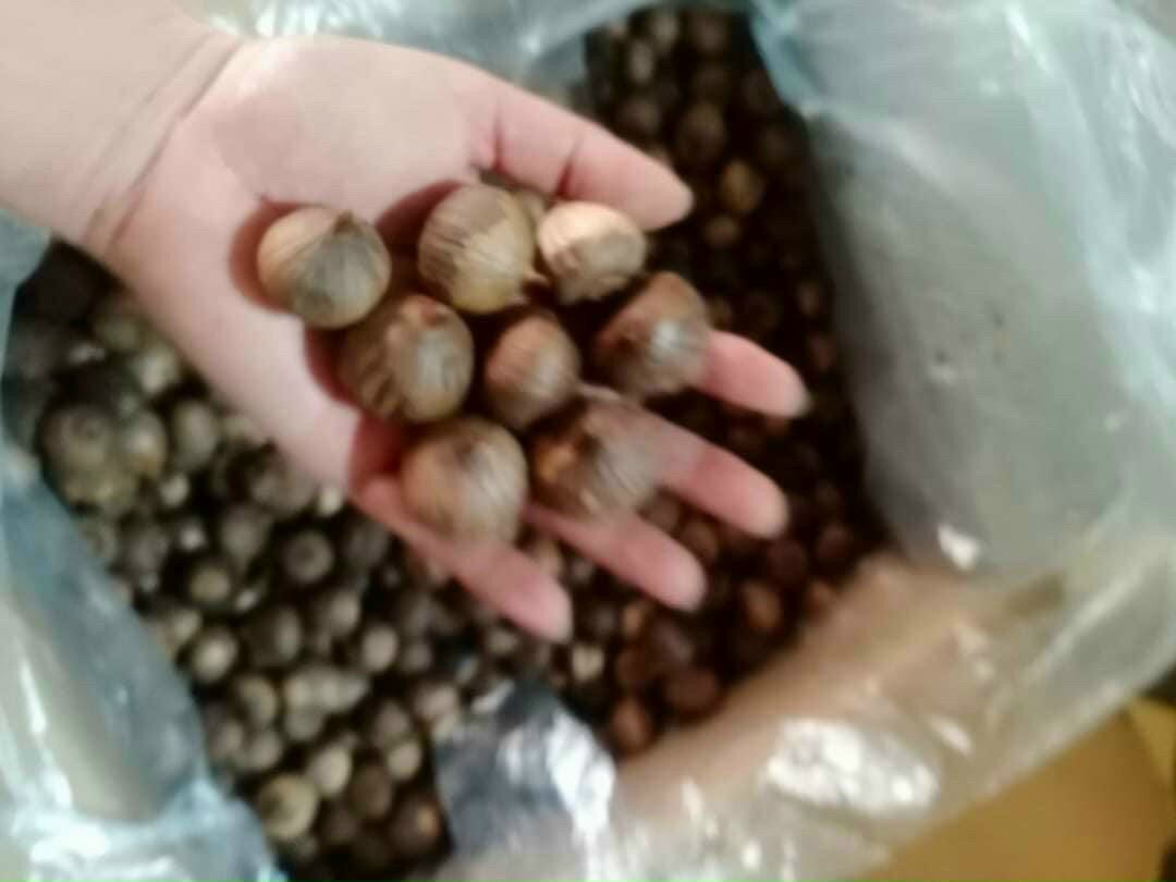 500g tỏi đen