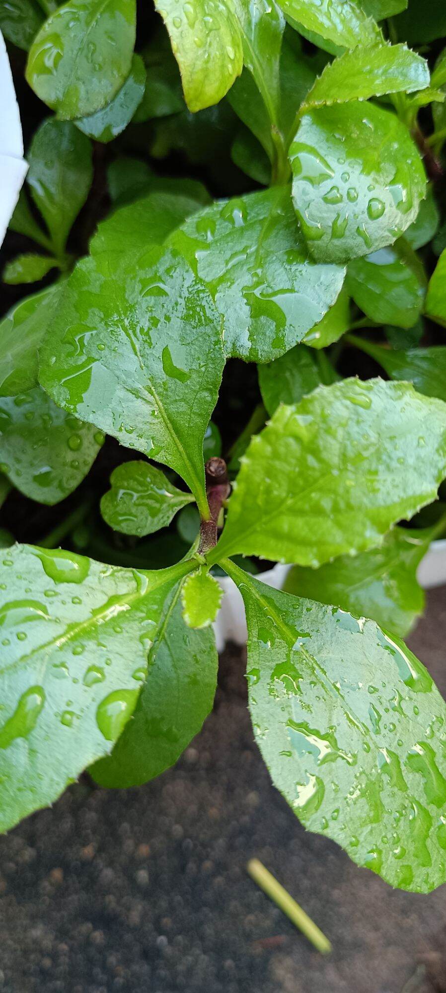 Cây cải trời giống