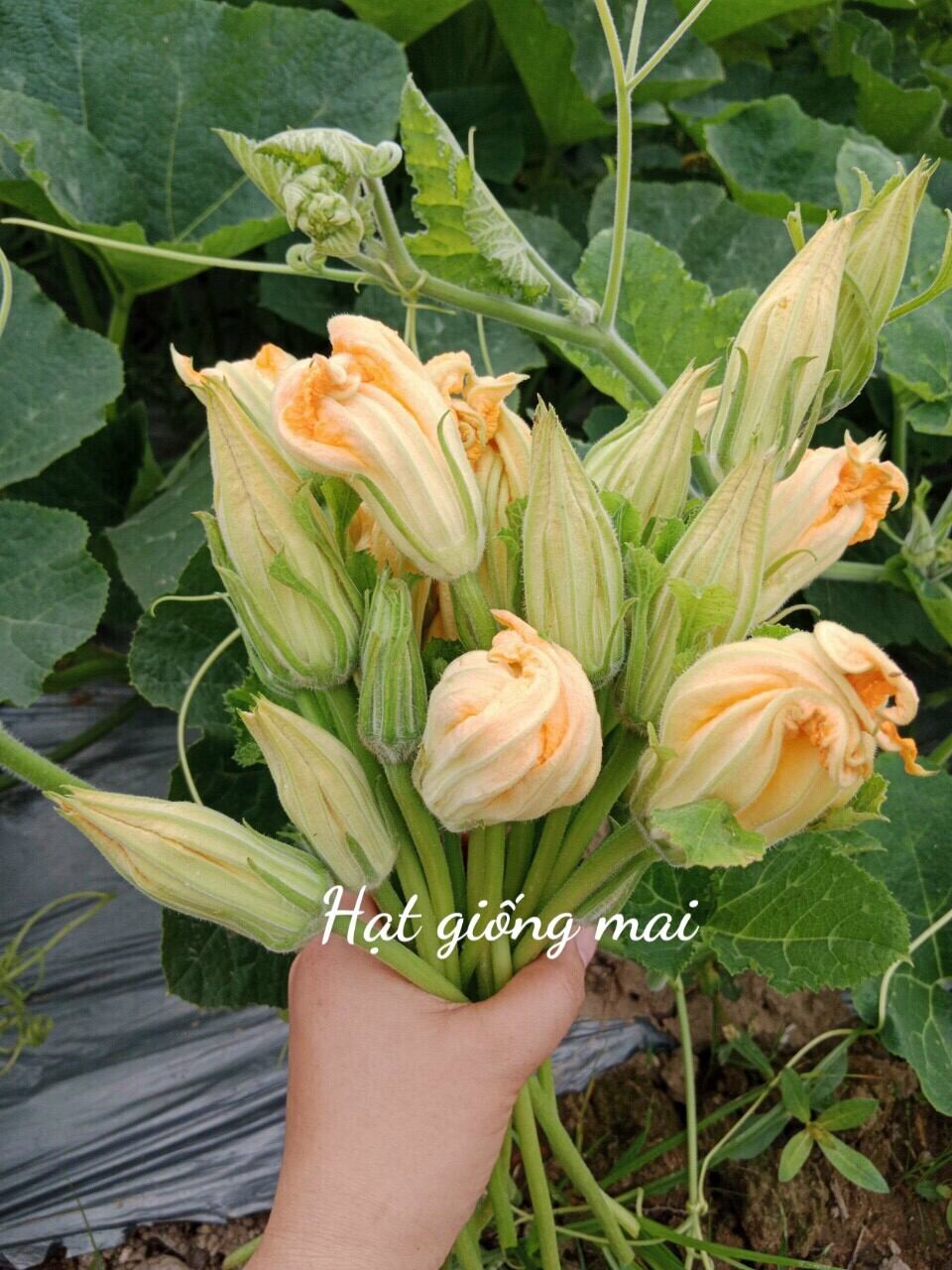 Hạt giống bí siêu hoa siêu ngọn Thái Lan