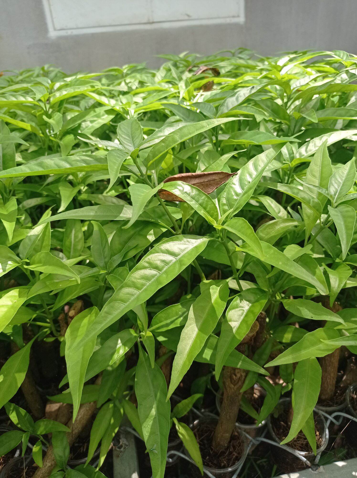Hoàn Ngọc Trắng (Cây giống như hình ảnh)