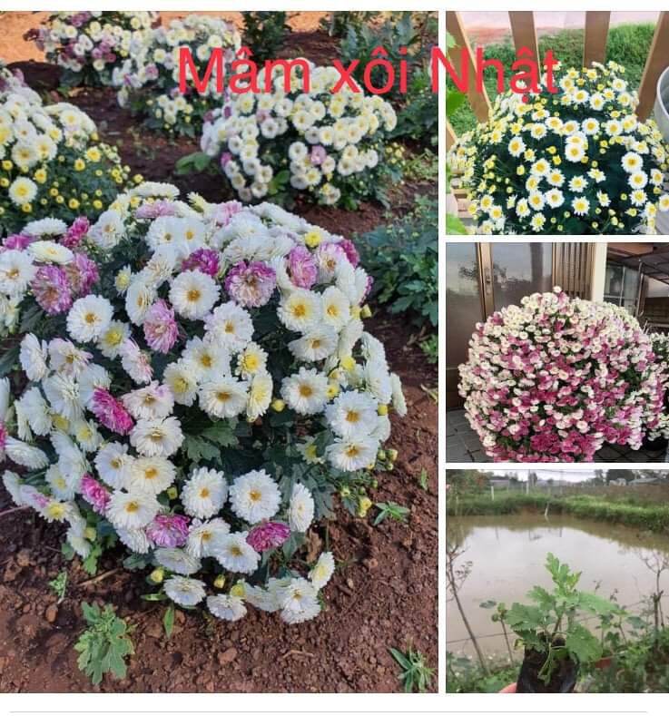 Cây giống Hoa cúc Mâm xôi đổi màu Nhật