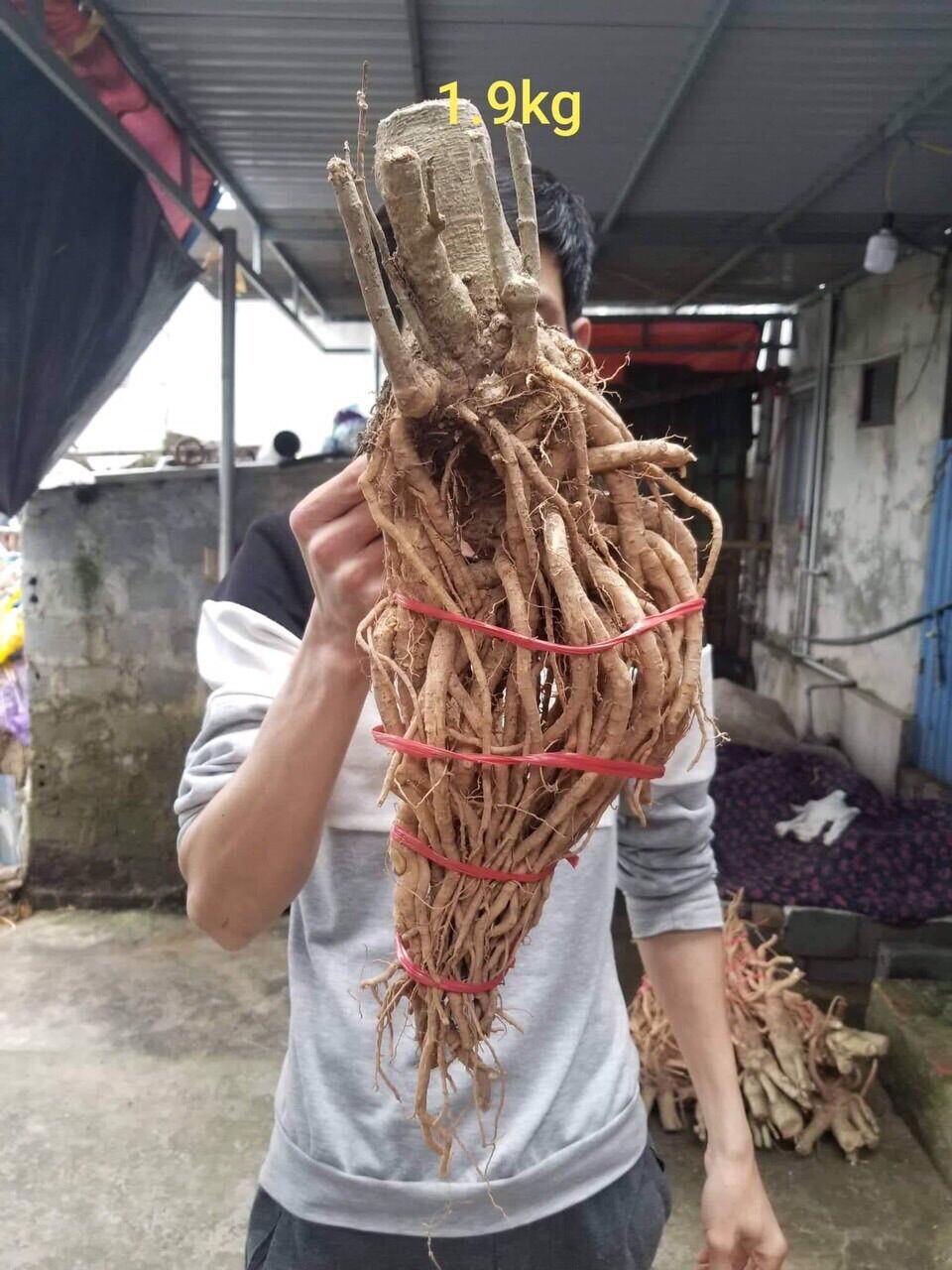 Đinh lăng Tây Bắc 400k/củ 2kg
