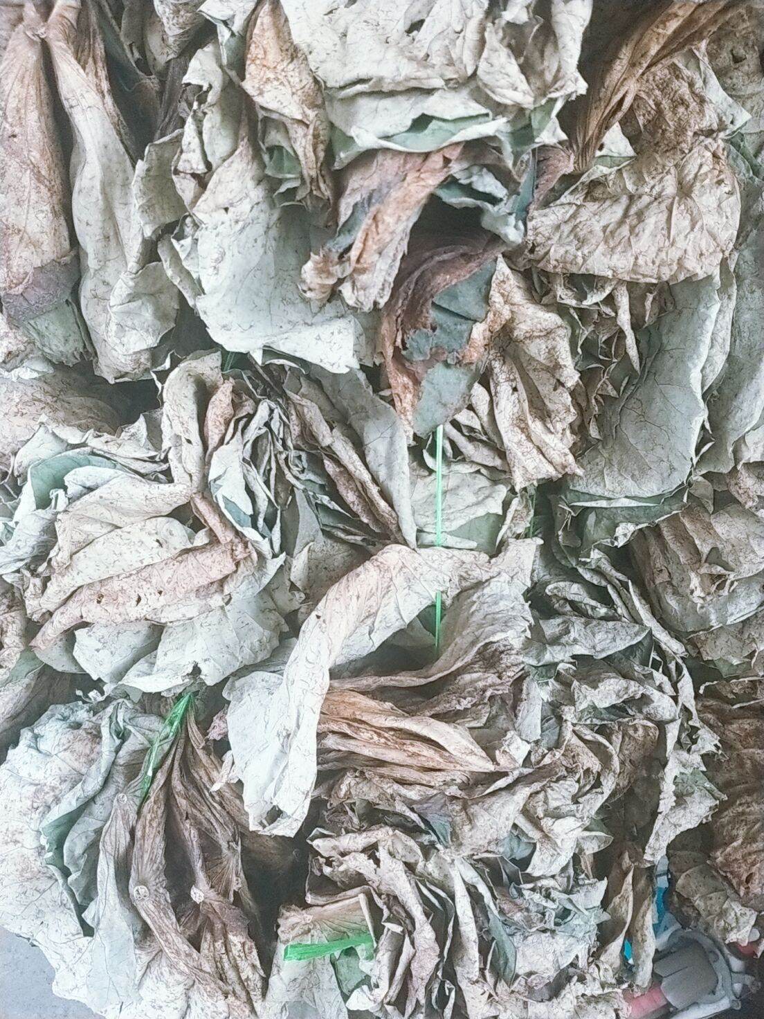 lá sen nguyên lá phơi khô 1kg