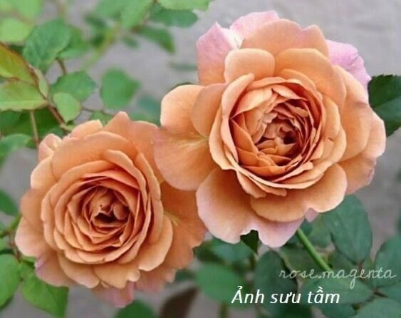 Hoa hồng ngoại Utsusemi rose