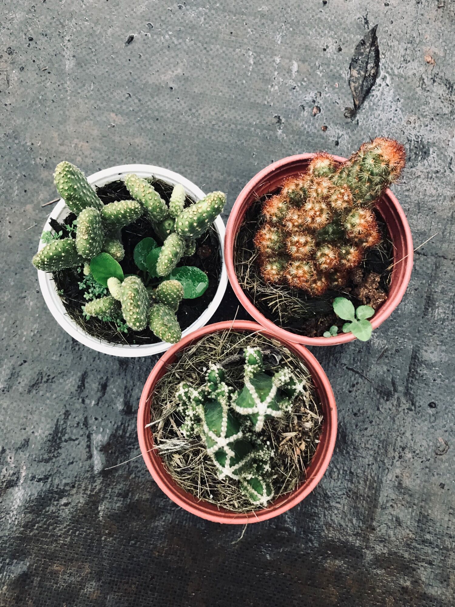 Combo 3 loại xương rồng trung