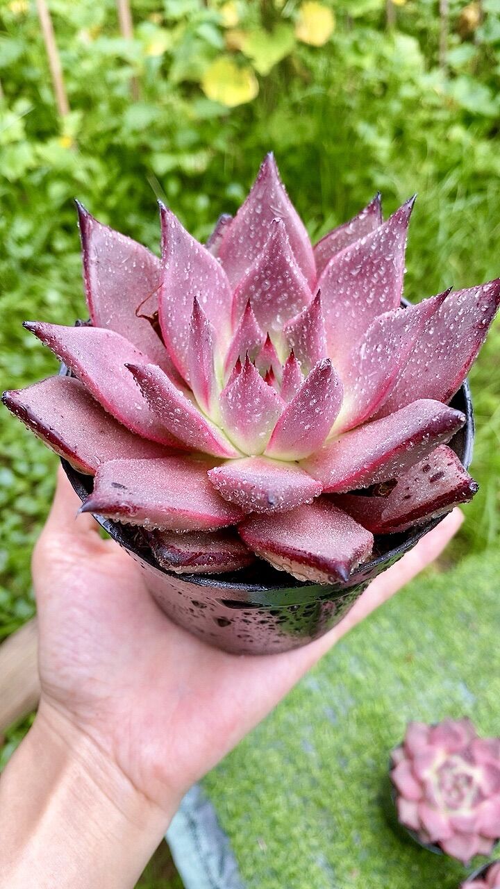 Sen đá đế Hồng sz 10cm