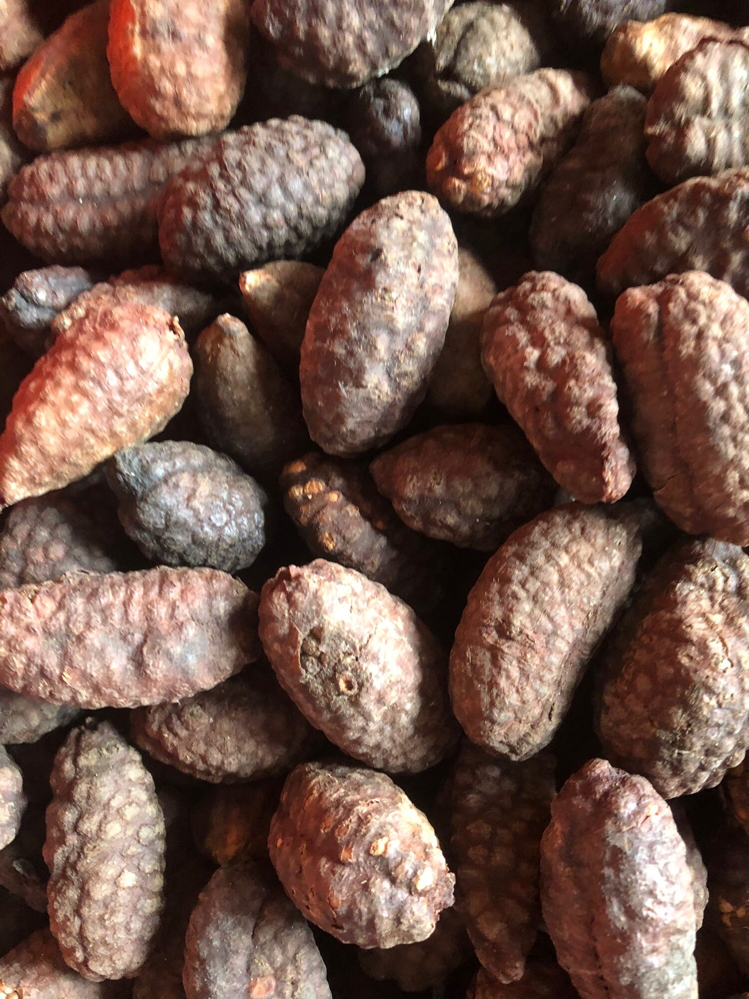 Chuối hột rừng nguyên quả 200k3kg