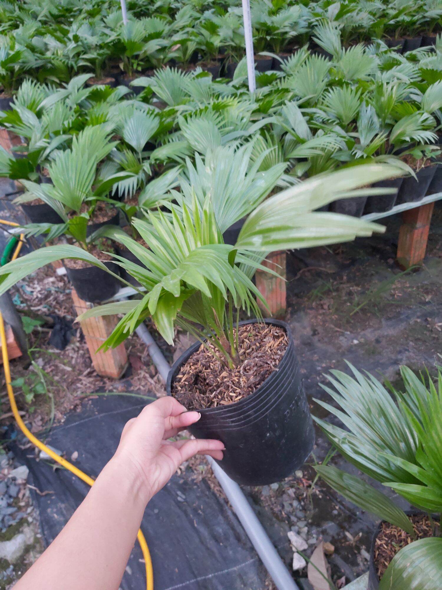 Cây Cọ Nhật