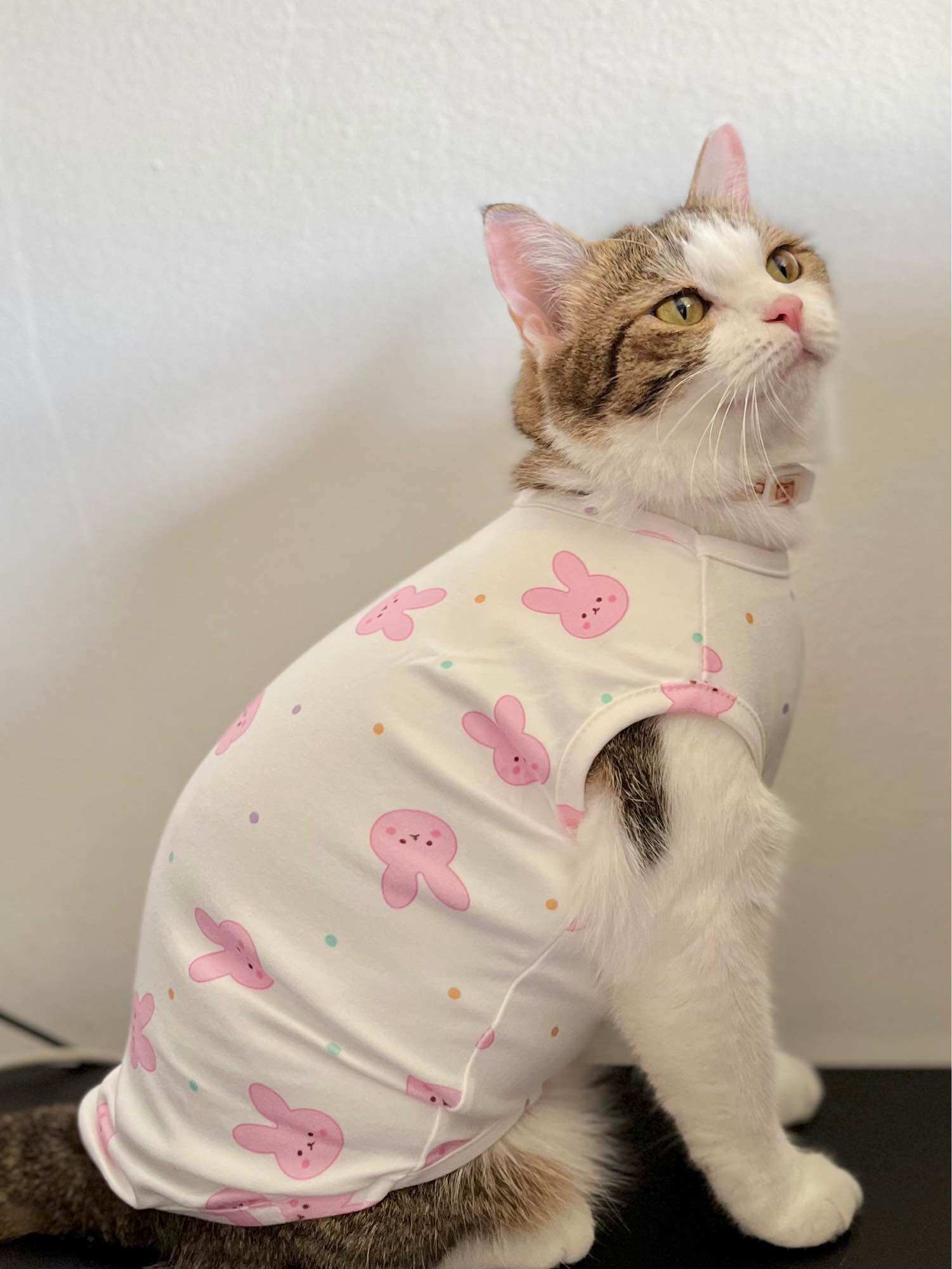 ✨✨ Áo có sẵn cho chó mèo ✨✨
