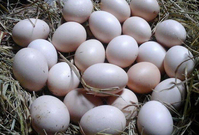 10 Trứng Gà Ấp Nở được