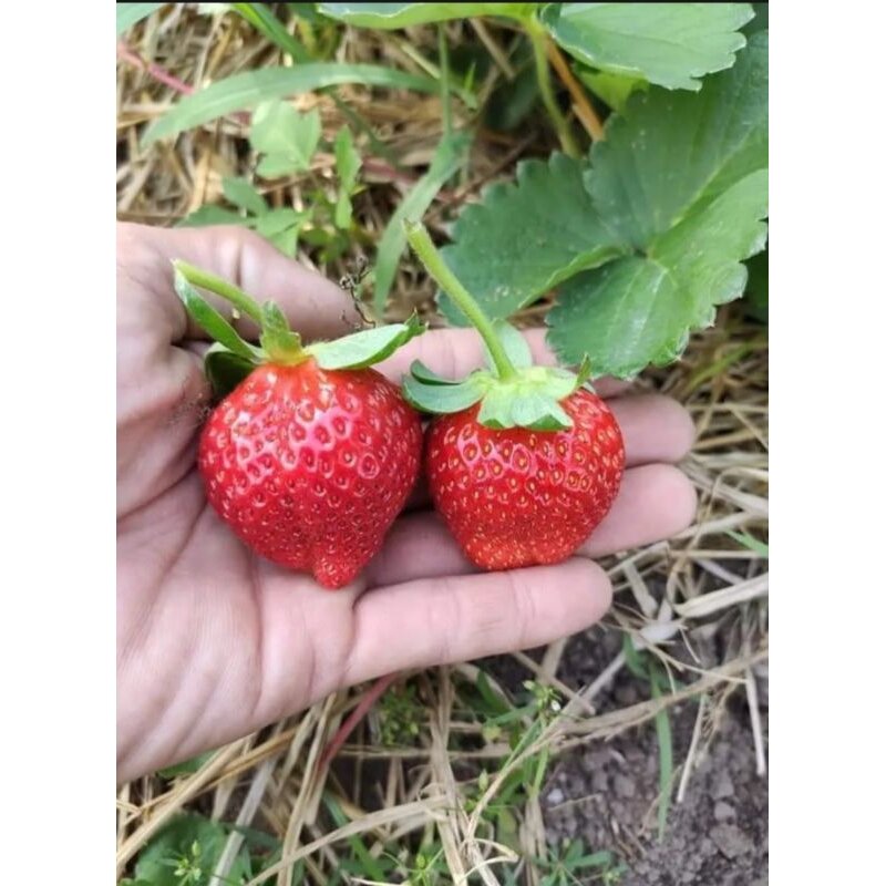 Combo 11 mô vỉ cây giống dâu tây 🍓 mỹ tù