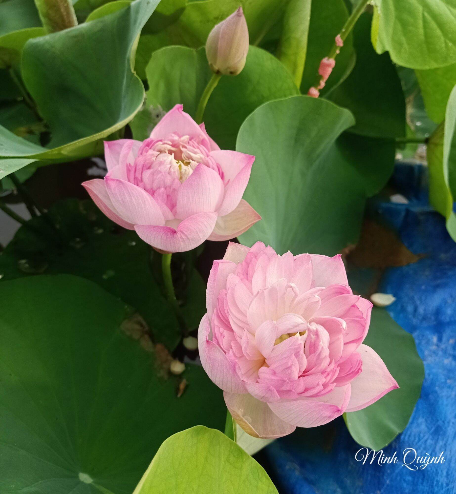 Củ sen giống các loại (sen trung)