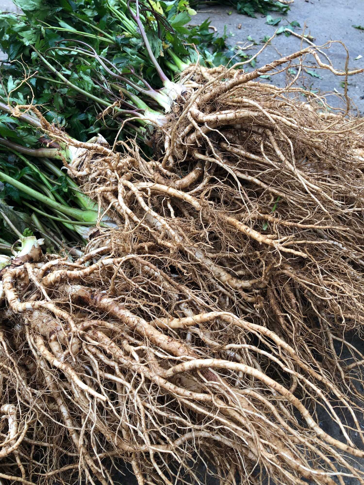 Sâm đương quy tươi hàng 2củ/kg(100k/kg)