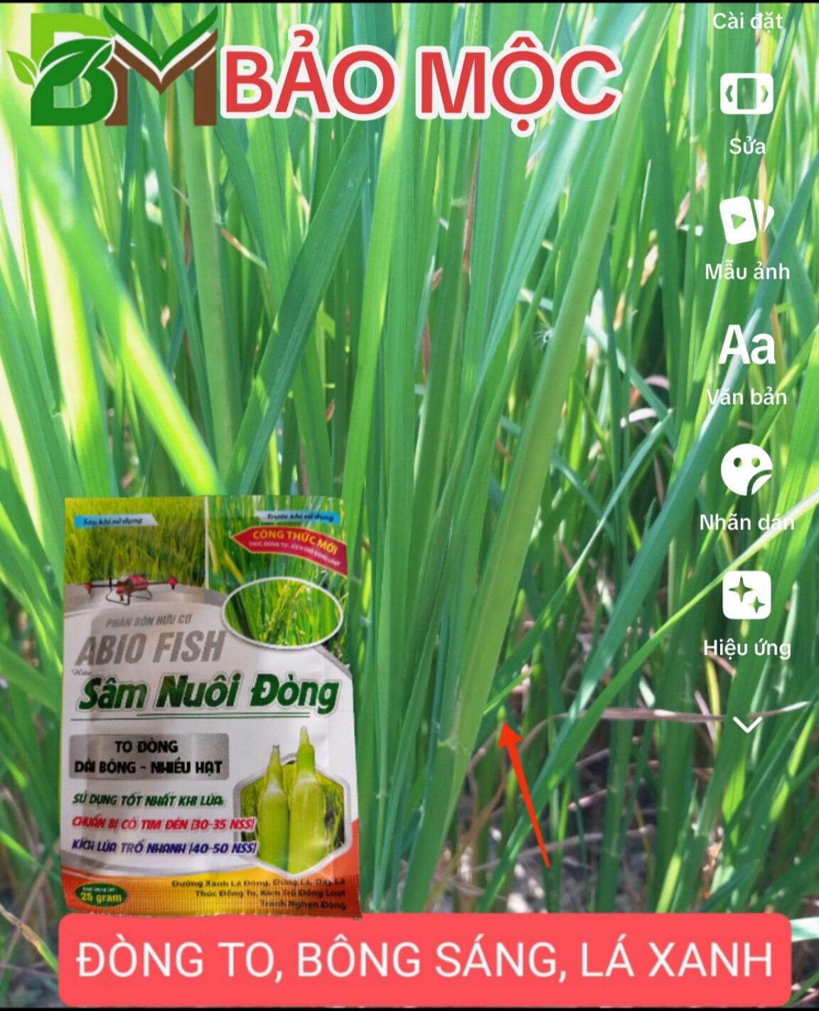 Sản phẩm nuôi đòng, đòng to, nhiều hạt, bông sáng, lá xanh