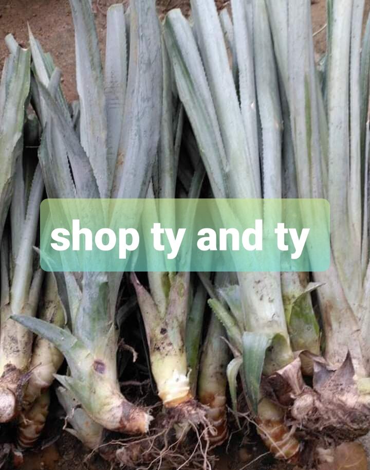 cây thơm mật thái combo 10 cây giống