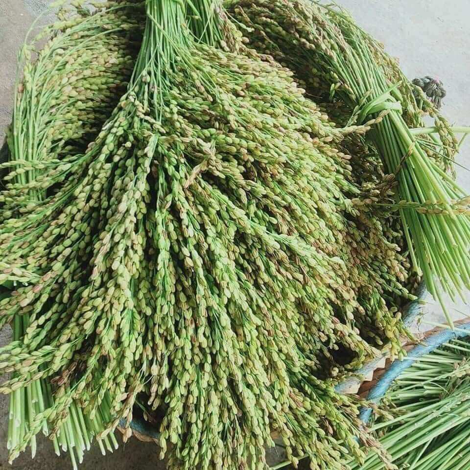 Nếp Non Tú Lệ (Khẩu háng)
