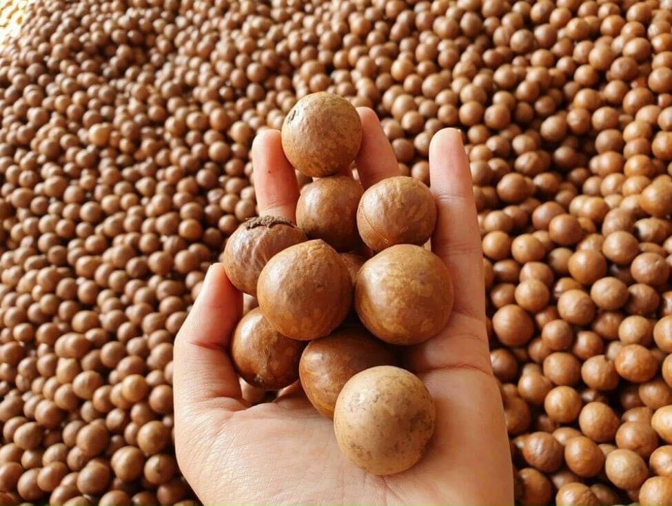 Hạt Macca Dăk Lăk - Hộp dinh dưỡng 500gr