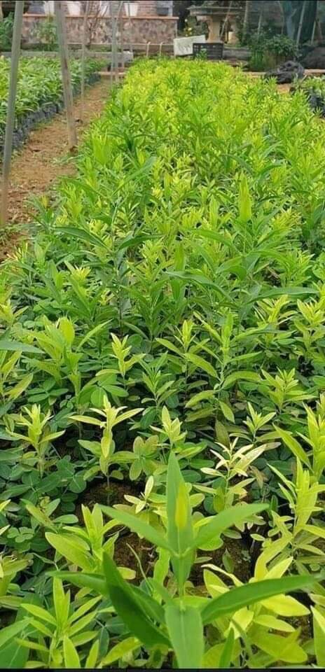 COMBO 5 Cây ĐÀN HƯƠNG Ấn Độ