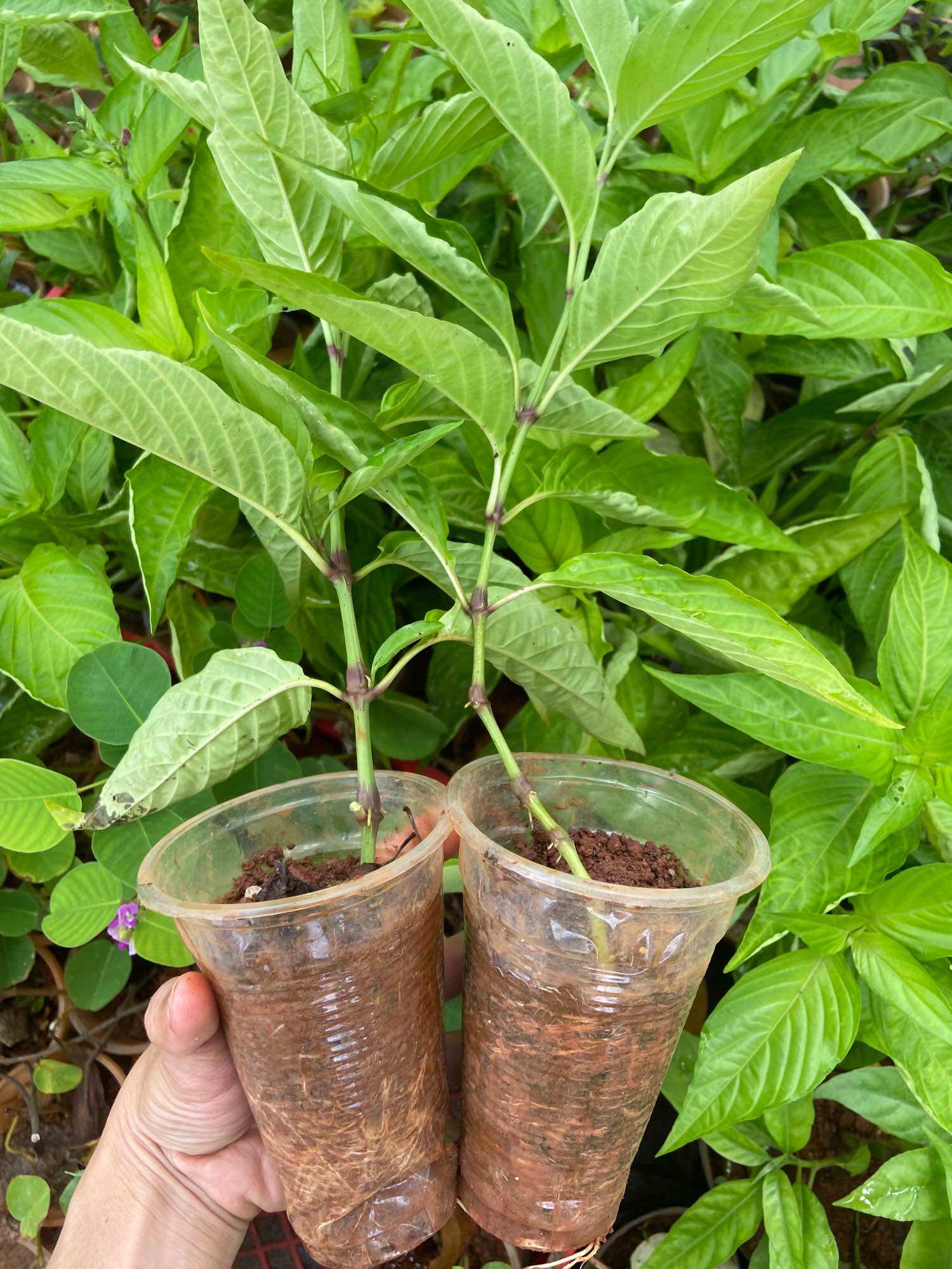 Cây lá cẩm tím