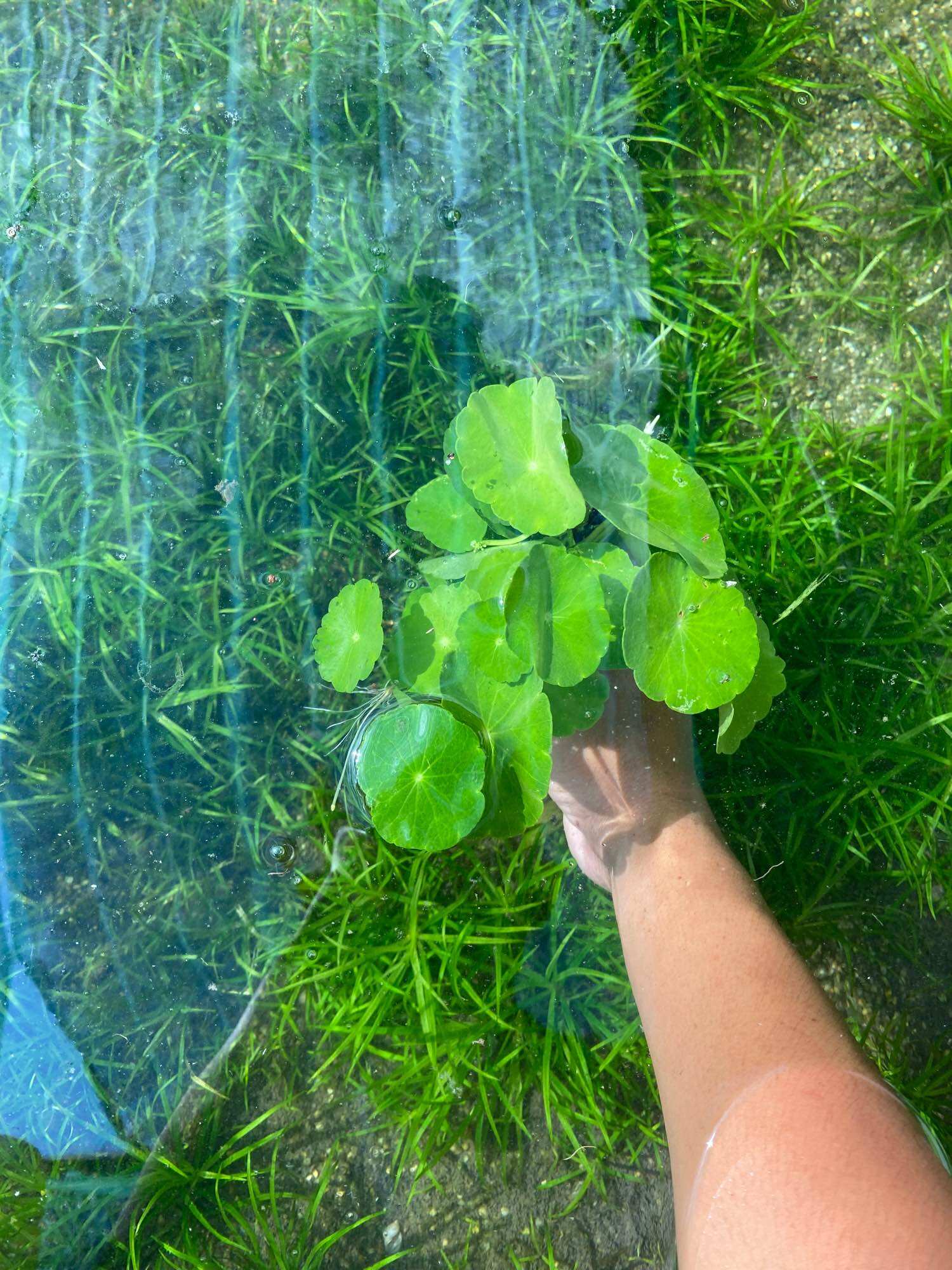 CÂY THỦY SINH RAU MÁ DÙ-40K/15NGỌN
