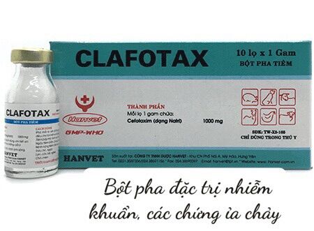 1 lọ Clafotax dùng cho nhiễm khuẩn trên trâu bò tặng nước cất tiêm