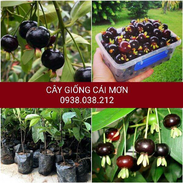 Cây giống cherry brazil