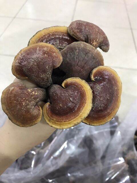 1kg nấm lim xanh