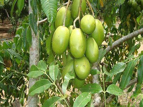 CÂY GIỐNG CÓC THÁI CHO QUẢ QUANH NĂM