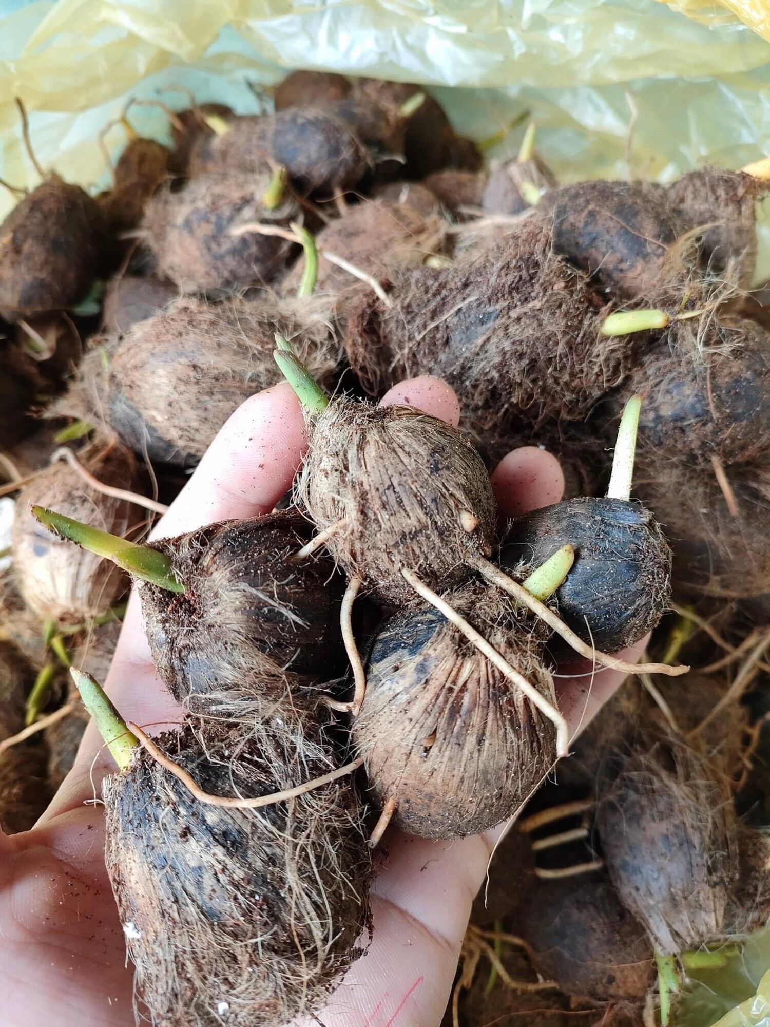 Quả cau lùn tứ quý giống