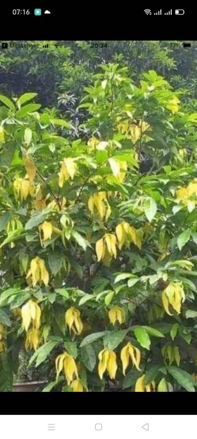 Cây hoa móng r.ồng hoa vàng rất thơm