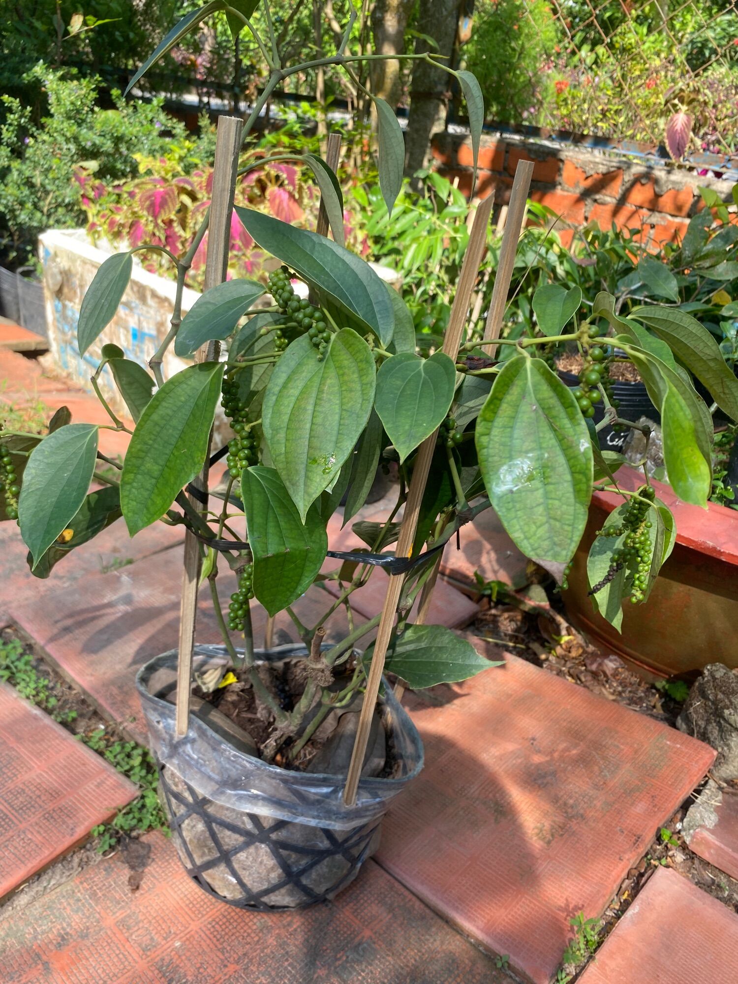 Chậu Cây tiêu xanh