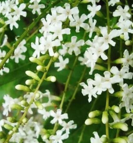 Cây hoa lài Thái thơm chùm hoa dài