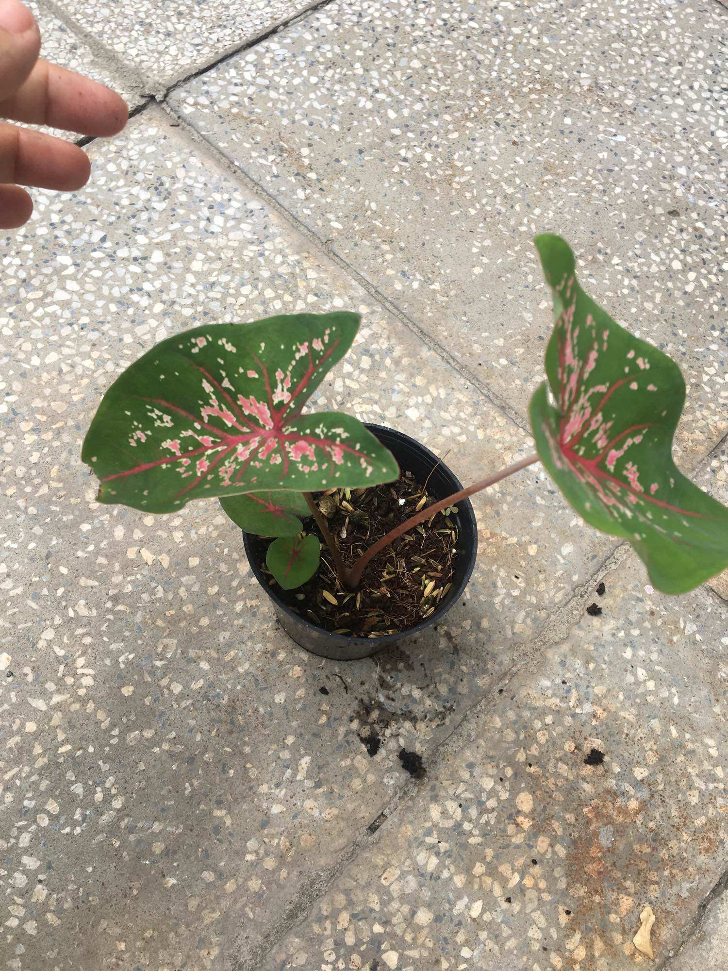 Chậu môn kiểng Caladium