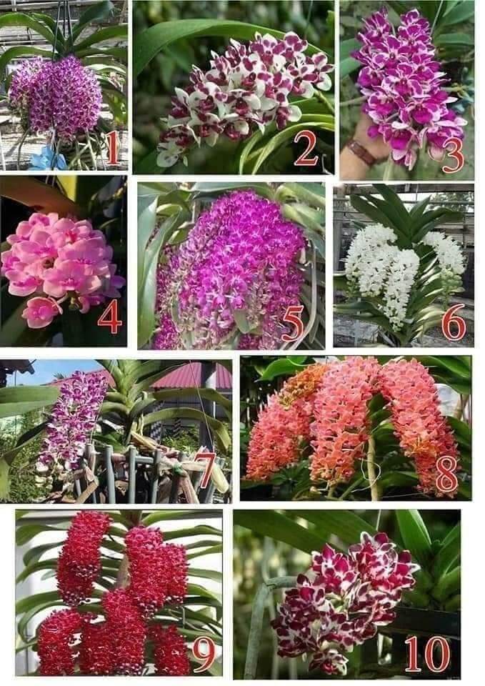 Ngọc điểm Thái trưởng thành đủ màu hoa tết