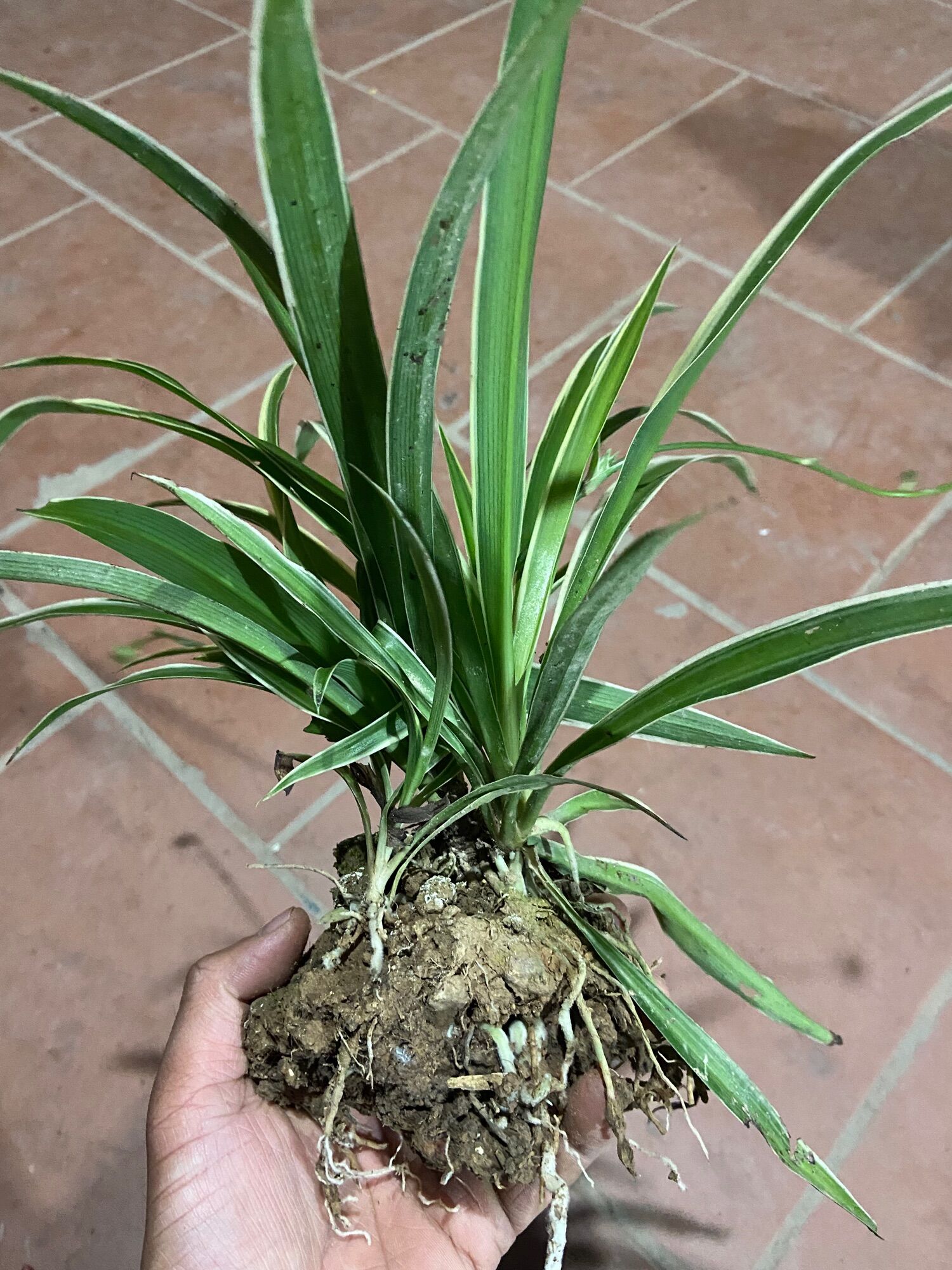 Cỏ lan chi