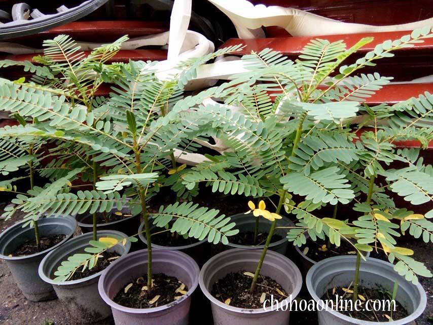 CÂY SO ĐŨA TỨ QUÝ LÙN THÁI LAN - cây giống
