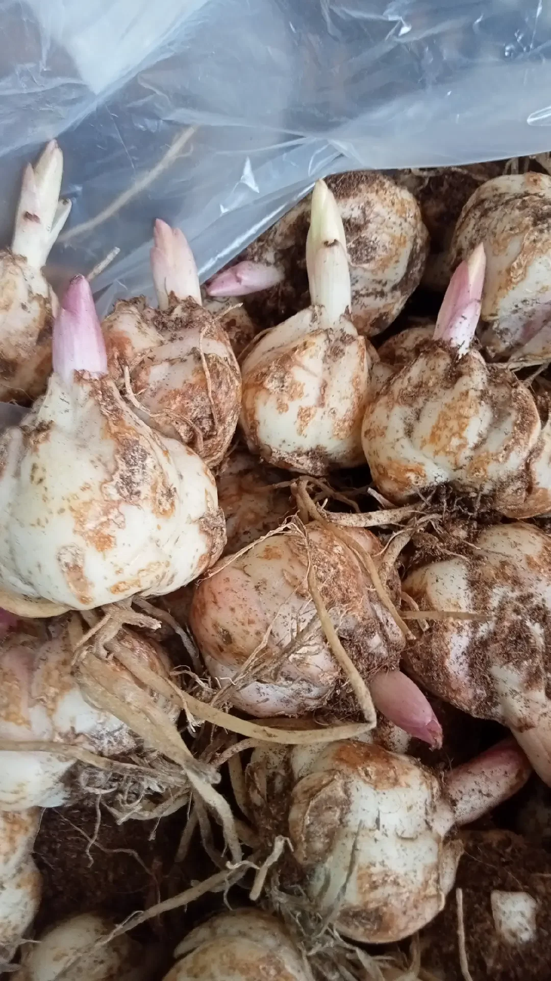 combo 20 củ hoa ly cao thơm