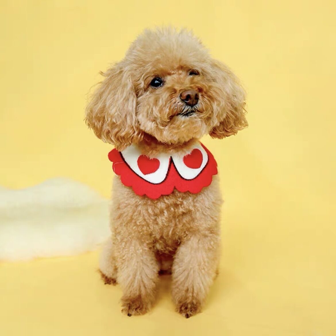 ✨✨ Yếm đeo cổ cho chó mèo cute ✨✨