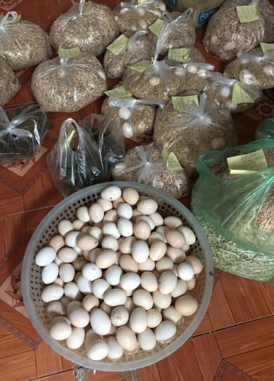 10 trứng gà che ấp nở
