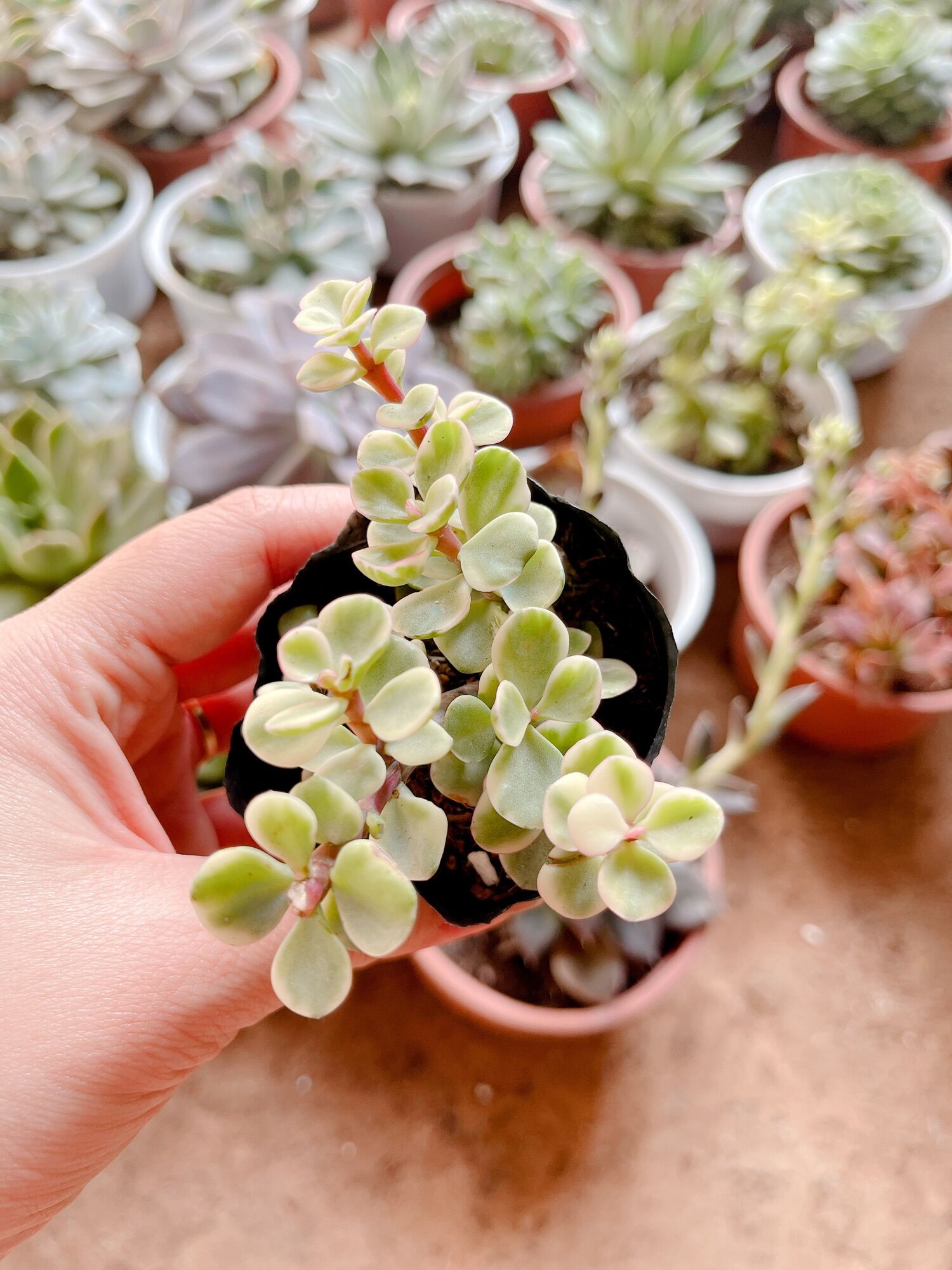Sen đá đô la size bầu 3-5 cm xuất vườn đà Lạt