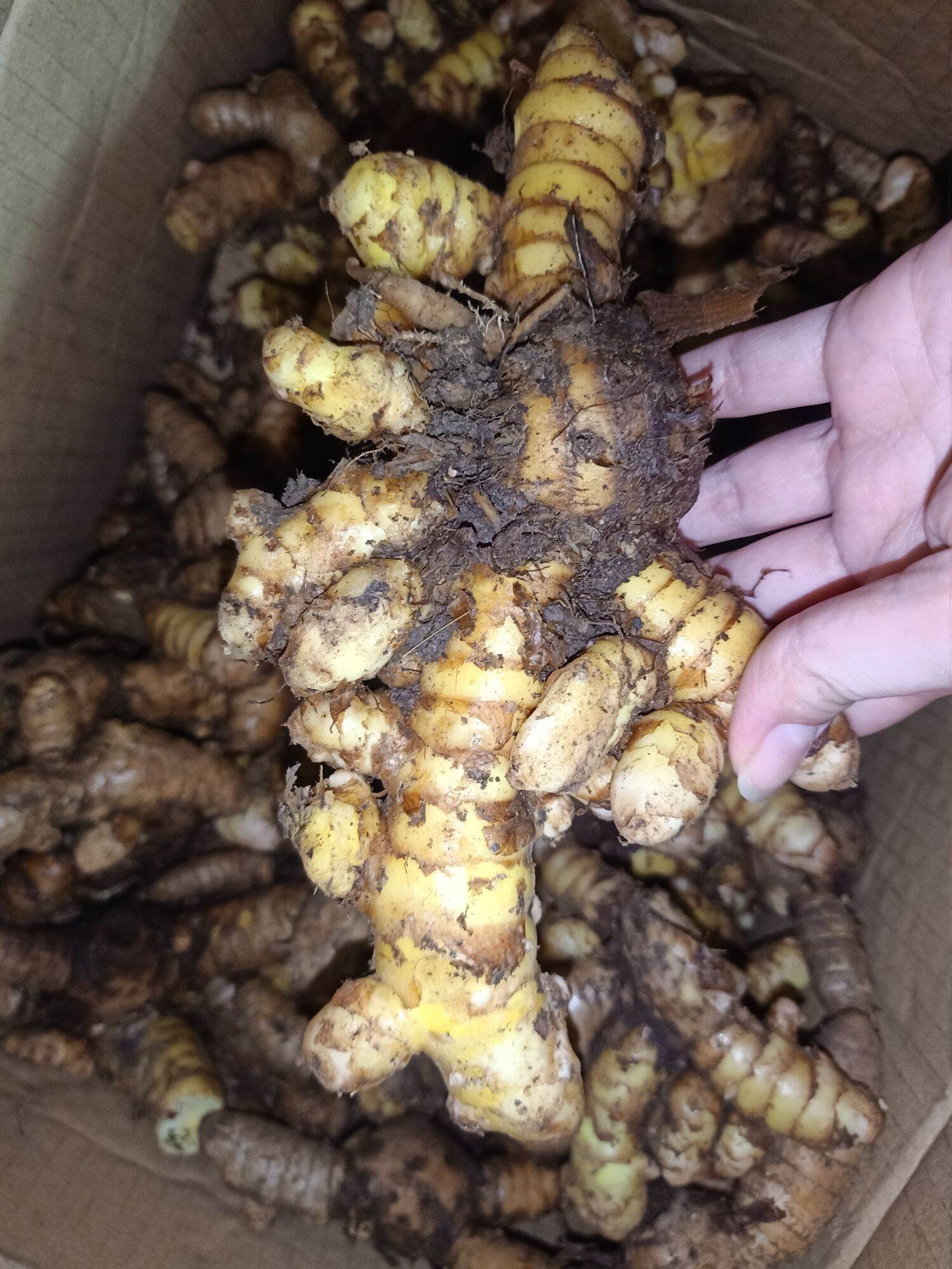 1Kg Nghệ Xanh Đào Rừng chắc lọi