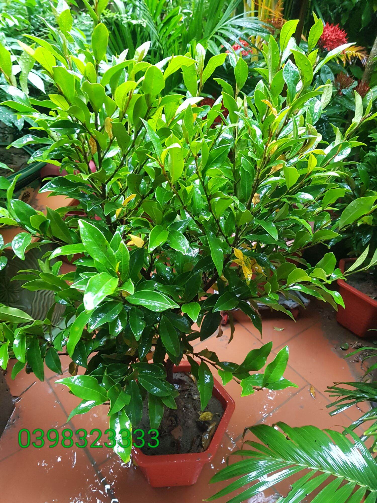 Cây hoa lan tiêu cây cao 60cm đến 80cm