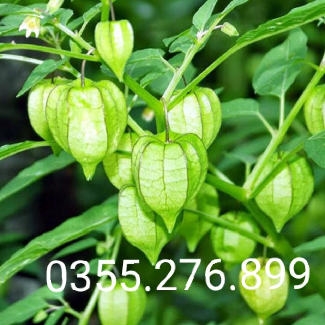 Chuẩn cây tầm bóp khô 1kg