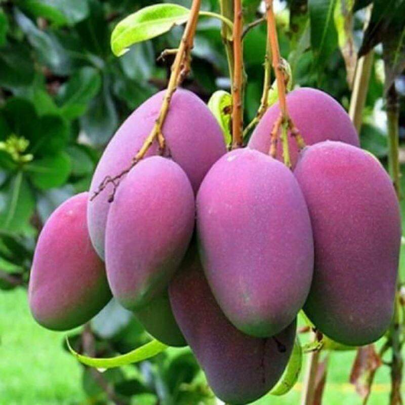GIỐNG CÂY XOÀI TÍM HẠT LÉP. 