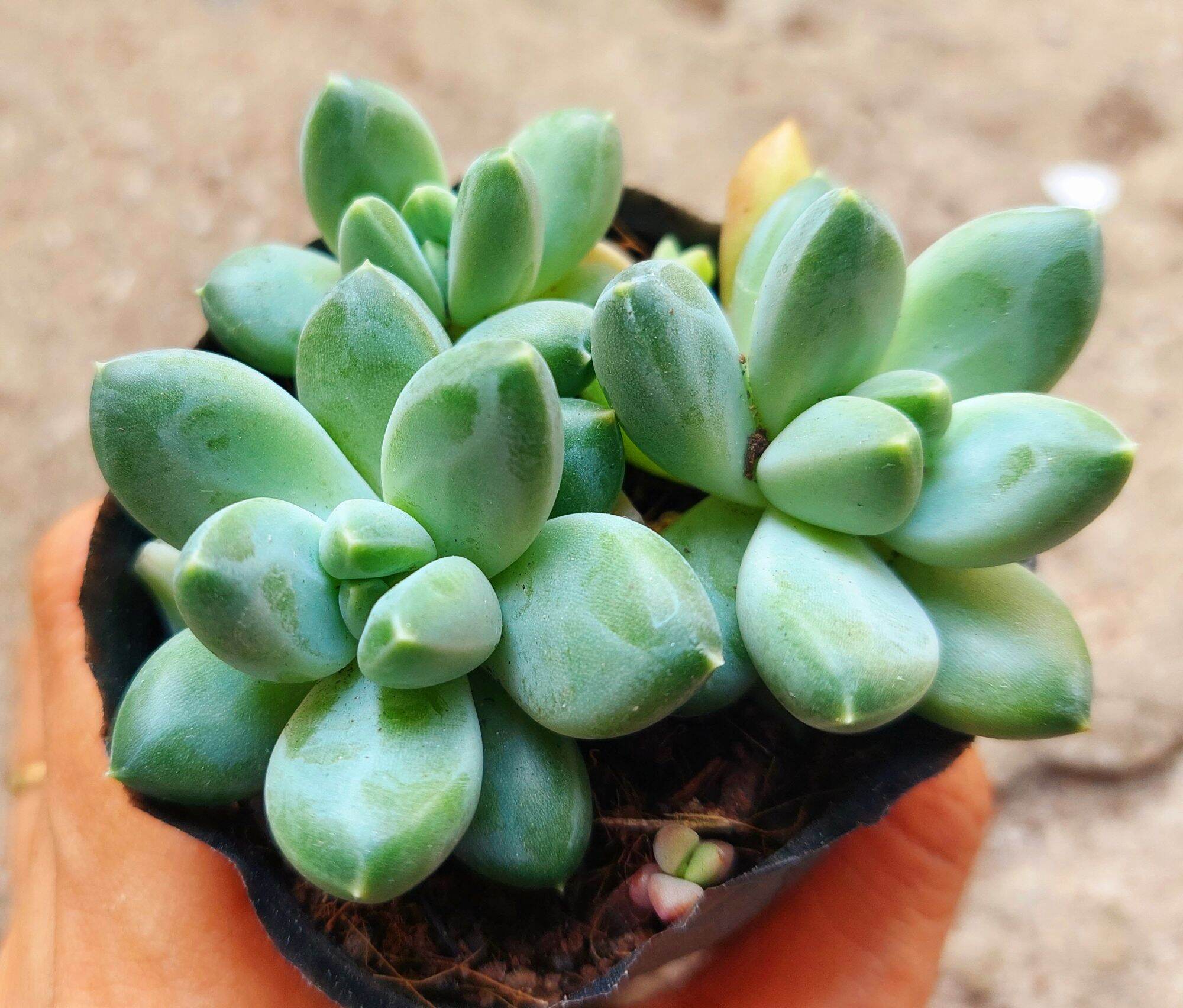 Sen đá KIM CƯƠNG TRẮNG size bầu