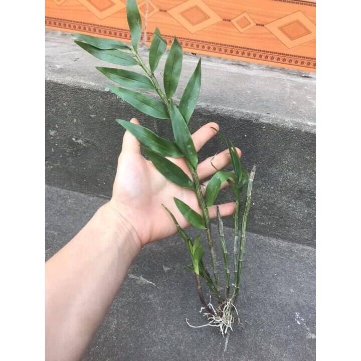 Hoa Lan hoàng thảo lụa sỉ 5k (set 5 khóm)