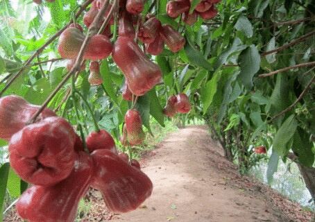 Cây giống mận đỏ an phước