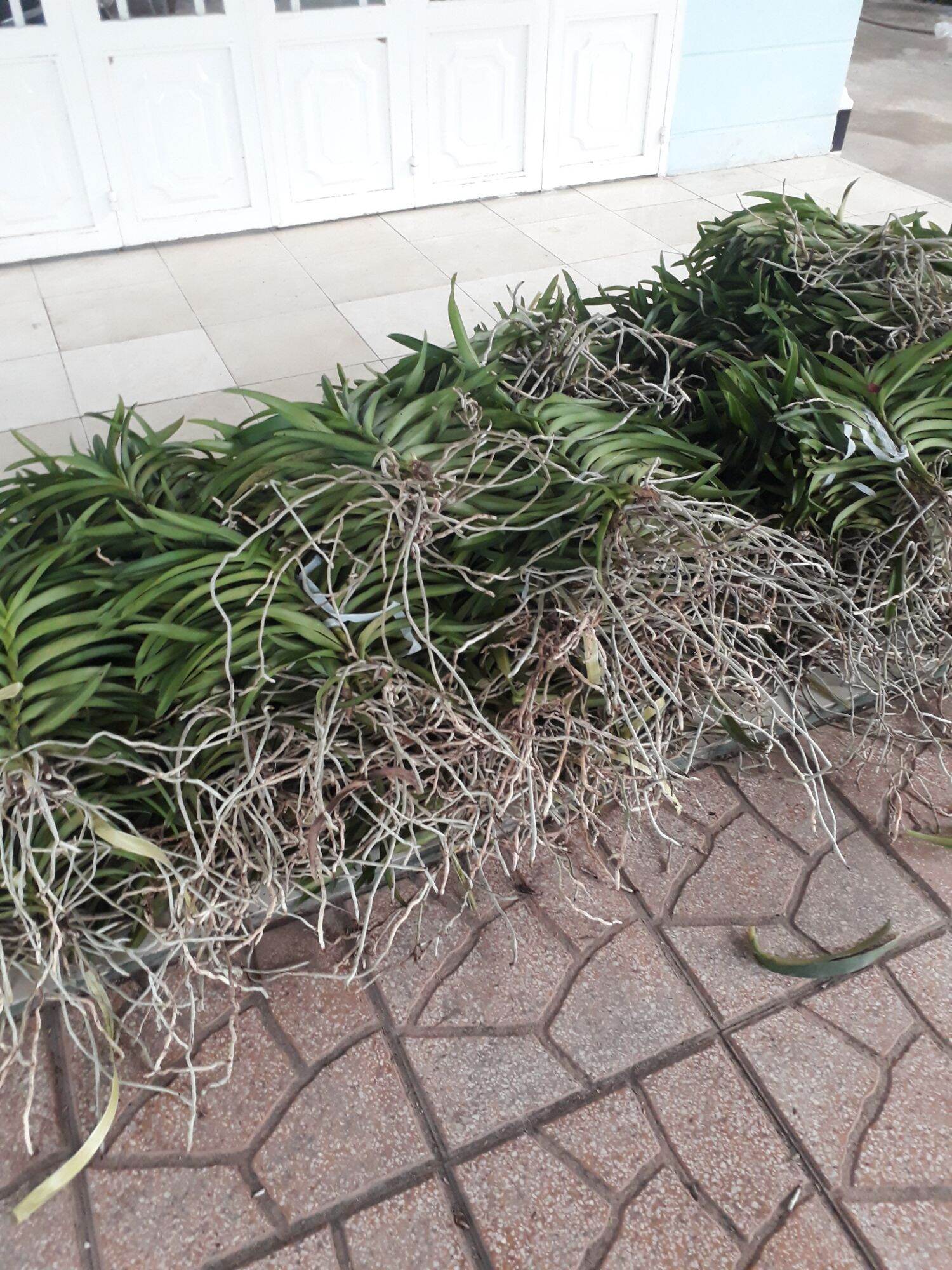 Combo 8 Cây Lan Giống Mokara(cao 20-30cm) Màu Đỏ,Vàng,Hồng,Tím